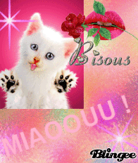 MIAOOUU ! ( 2 ) MIAOOUU ! ( 2 )