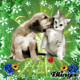 Dog And Cat Love!