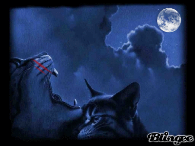 Warrior Cats fight Picture #126579200 | Blingee.com