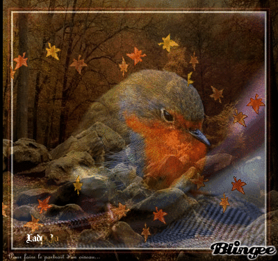 le rêve du rouge gorge