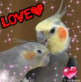 Pulcini Innamorati Immagini P 2 Di 58 Blingee Com