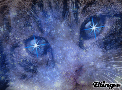 Weinende Katze GIF imgur