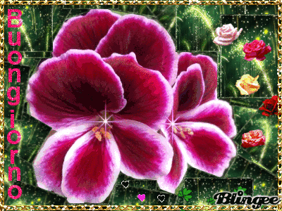 Buongiorno Immagini Animate Da Condividere 127009264 Blingee Com