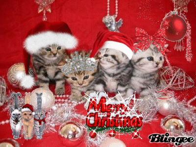 Katzen Weihnacht Picture #127025236 | Blingee.com