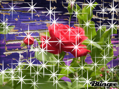 Rosa, estrellas y agua