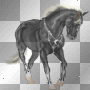 Horse Black White Horse Black White
