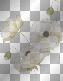 artemia 