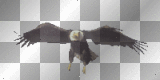 EAGLE ADLER ANIMATED ANIMALS TIERE