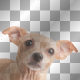 Brown- Chihuahua ((alwaysanangel69))©®