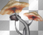 amon // mushrooms