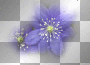 amon // blue flowers