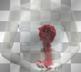 heart rose