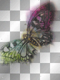 Butterfly deco colors - asbb ©