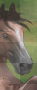 Howrse animal cheval equideow horse 