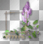 Frame purple flowers