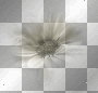 white flower
