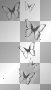 Butterflies black