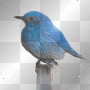 background_bird_funny_animated background_bird_funny_animated