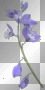 Spring summer flowers Bells purple