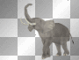 éléphant