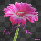 fleur rose