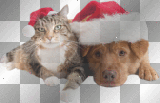 Cute Christmas Dog and Cat