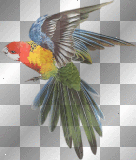 FANTASY BIRD PARROT GREEN ORANGE RED BLUE