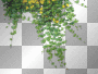 SPRING SUMMER GREEN LEAVES BRANCHES FLOWERS YELLOW