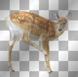 DEER  FOREST ANIMAL