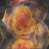 orange roses