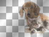 Dog and cat - by michelle1234oi™