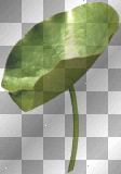 Water lily green leaves