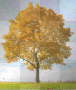 seasons' tree seasons' tree