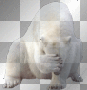 icebear icebear