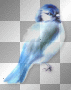 Bird blue 