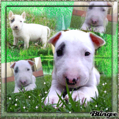 Imagem De Un Pequeno Cachorro Bull Terrier 127070391 Blingee Com