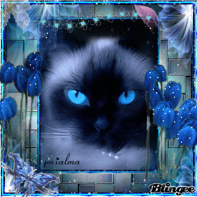 Un bello gatito. (ymialma)