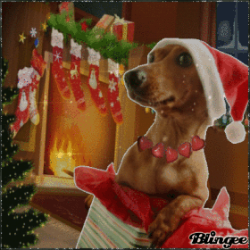 dog on christmas