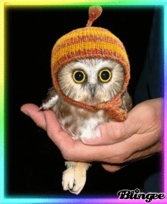baby owlet