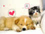 amis