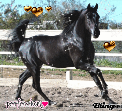 Immagine Cavallo Arabo 127927690 Blingee Com