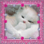 kitten