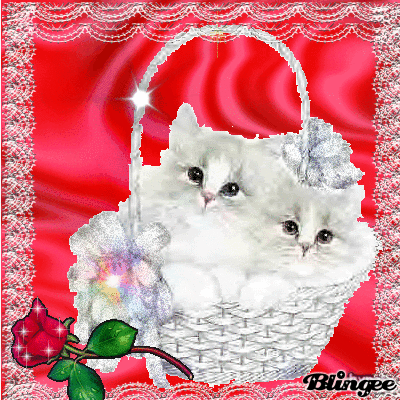 Gatitos Bonitos Picture 128126357 Blingee Com Tan tiernos y hermosos que con sus miradas nos cautivan y son un digno ejemplo de fidelidad y compañerismo, las imágenes que hoy te traemos de gatitos son realmente lindas y sorprendentes ya que la fabricar tus propios calendarios con estos bonitos ejemplares. blingee com