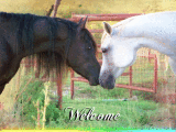 Onyx arabians pic