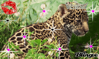 un b&eacute;b&eacute; jaguar