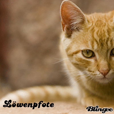 L Ef Bf Bdwenpfote Warrior Cats L Ef Bf Bdwenpfote Warrior Cats