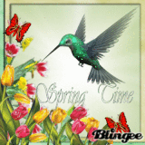 Spring-Time -Bird