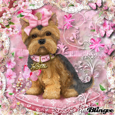 Cute little Dog Cute little Dog