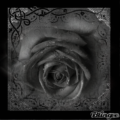 Black Rose Black Rose