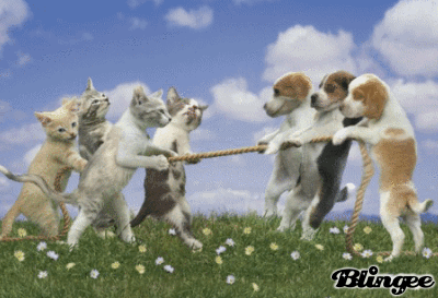 Résultat de recherche d'images pour "Gifs animados de Gatos juguetones"